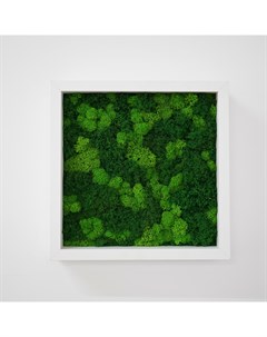 Панно со стабилизированным зеленым мхом белый 25x25 см Wowbotanica