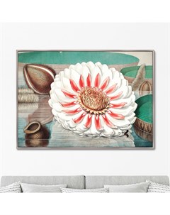 Репродукция картины на холсте a gigantic water lily in bloom 1870г мультиколор 105x75 см Картины в квартиру