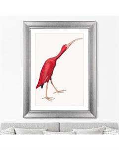 Репродукция картины в раме scarlet ibis 1827г мультиколор 60x80 см Картины в квартиру