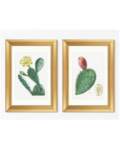 Набор из 2 х репродукций картин в раме cactus opuntia inermis 1799г мультиколор 50x70 см Картины в квартиру