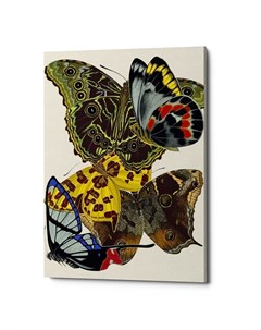 Картина бабочки мира версия 7 мультиколор 40x60x2 см Object desire