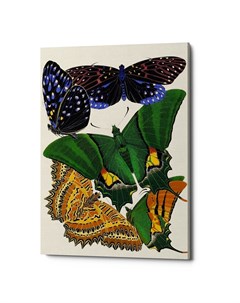 Картина бабочки мира версия 6 мультиколор 40x60x2 см Object desire
