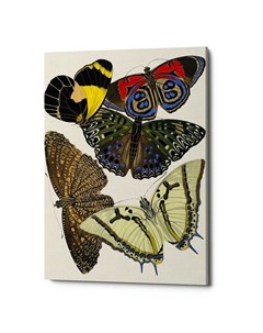 Картина бабочки мира версия 1 мультиколор 40x60x2 см Object desire