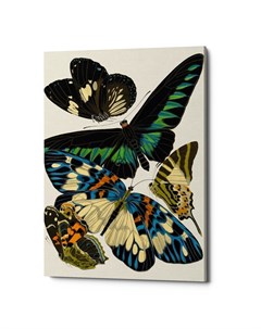Картина бабочки мира версия 12 мультиколор 40x60x2 см Object desire