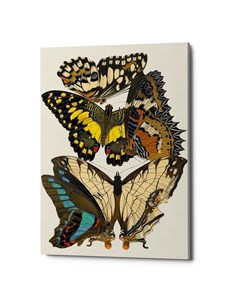 Картина бабочки мира версия 4 мультиколор 40x60x2 см Object desire