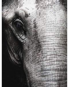 Рама и картина Слон 2 Orlix