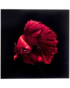 Картина fish мультиколор 100x100 см Kare