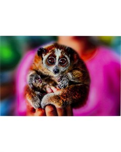 Картина lemur мультиколор 120x80x4 см Kare