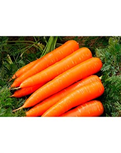 Семена Морковь Витаминная 6 2 г Поиск
