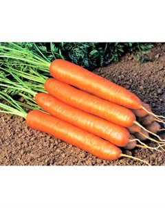 Морковь Лисичка сестричка 2 0 г семена Гавриш