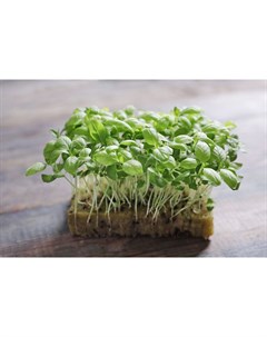 Микрозелень Базилик овощной 5г семена Поиск