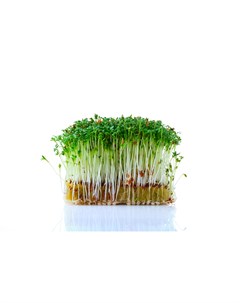 Микрозелень Салат 5г семена Поиск