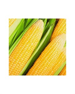 Семена Кукуруза сахарная Лакомка Белогорья 10г Поиск