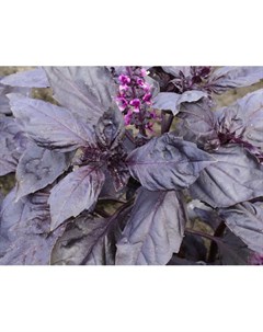 Семена Базилик овощной Пурпурные звезды 0 1г Поиск