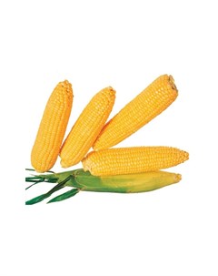 Кукуруза сахарная Лакомка Белогорья 7г семена Аэлита