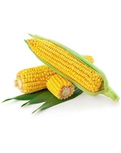 Семена Кукуруза сахарная Золотой батам 10 г Поиск