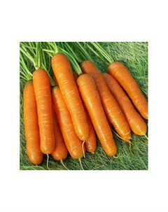 Морковь Нантская 4 дражже 300шт семена Аэлита