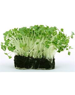 Микрозелень Кресс салат 5г семена Поиск