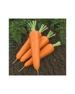 Морковь Бессердцевинная драже 300 шт семена Аэлита
