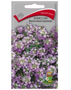 Алиссум Фиолетовая королева ЦВ 0 3г семена Поиск