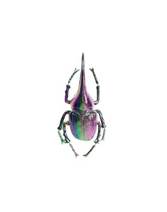 Украшение настенное herkules beetle мультиколор 27x41x14 см Kare