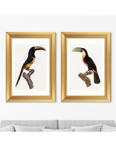 Набор из 2 х репродукций картин в раме beautiful toucans 1806г черный 50x70 см Картины в квартиру