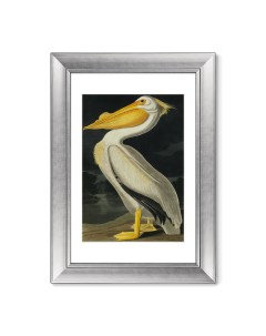 Репродукция картины в раме американский белый пеликан 1825г серый 50x70 см Картины в квартиру