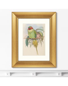 Репродукция картины в раме bonaparte s parakeet 1850г зеленый 40x50 см Картины в квартиру