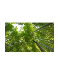 Фотообои листовые Белобои