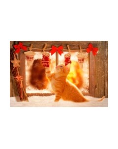 Картина по номерам Рыжий кот
