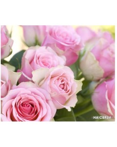 Фотообои Розовые розы 300x254 Citydecor