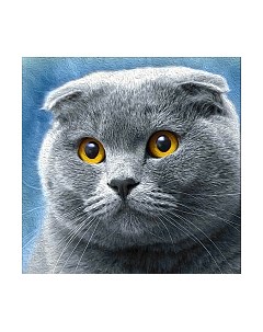 Набор алмазной вышивки Шотландец / АЖ-1619 Алмазная живопись