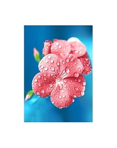 Набор алмазной вышивки Роса / WD018 Wizardi