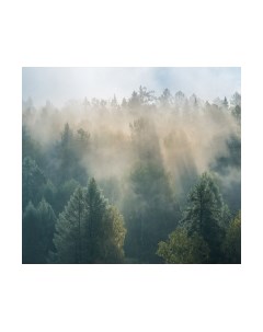 Фотообои листовые Vimala Солнечный лес