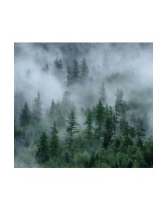 Фотообои листовые Vimala Зеленый лес 4