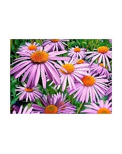 Набор алмазной вышивки Сиреневые ромашки / АЖ-1702 Алмазная живопись