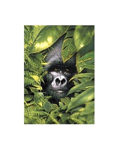 Набор алмазной вышивки В засаде / WD2407 Wizardi