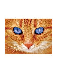 Набор алмазной вышивки Синеглазый кот / АЖ-1716 Алмазная живопись