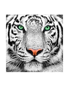 Набор алмазной вышивки Портрет белого тигра / АЖ-1788 Алмазная живопись