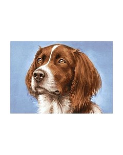 Набор алмазной вышивки Сеттер / WD181 Wizardi