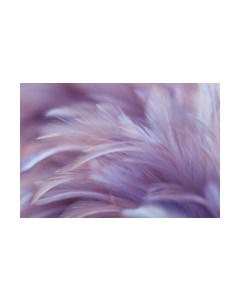 Фотообои листовые Vimala Перья 19