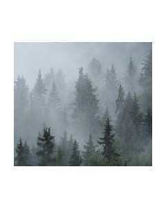 Фотообои листовые Vimala Зеленый лес 9