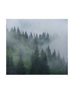 Фотообои листовые Vimala Зеленый лес 2