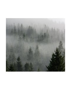 Фотообои листовые Vimala Лес в тумане 6