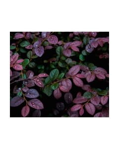 Фотообои листовые Citydecor Роса 3D