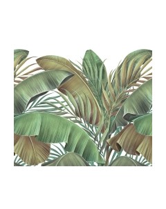 Фотообои листовые Vimala Банановые листья на белом