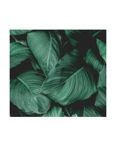 Фотообои листовые Vimala Объемные листья