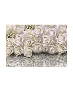 Фотообои листовые Citydecor Розы с каплями росы