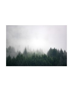 Фотообои листовые Vimala Лес в тумане 4