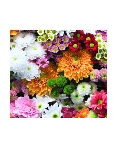 Фотообои листовые ФабрикаФресок Цветочная Оранжерея / 1013270 Фабрикафресок